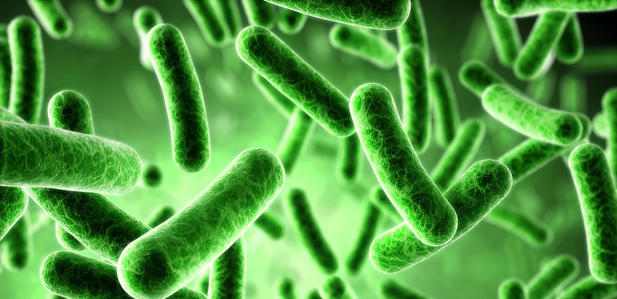 bacteria