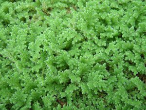 1280px-Azolla_filiculoides_MUN